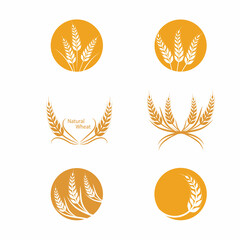 Agriculture wheat vector icon design