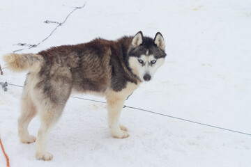 Gray dog of the Husky breed in winter on a leash