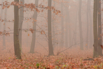 Jesienny las
 - obrazy, fototapety, plakaty