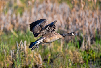 A Canada Goose in flight. Taken in Alberta, Canada