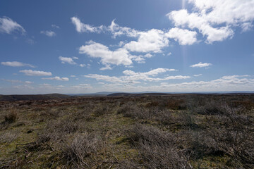 A dry desolate landscape of British heather