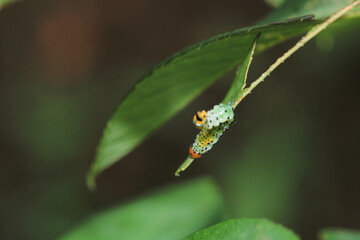 bruco mangia rose caterpillar macro photo