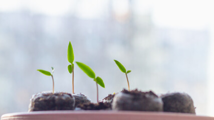 Pepper vegetable sprouts in peat cups, growing seedlings for the garden