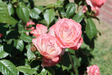 浜寺公園のバラ庭園