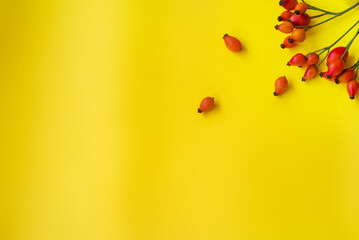 Autumn postcard with rosehips on a yellow background. Flat lay, layout