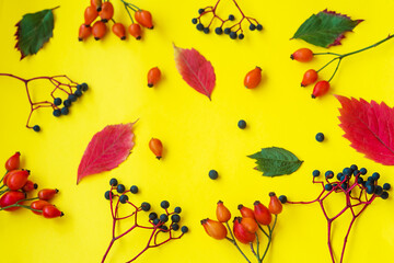 Autumn postcard with rosehips, blue berries and leafs on a yellow background. Flat lay, layout