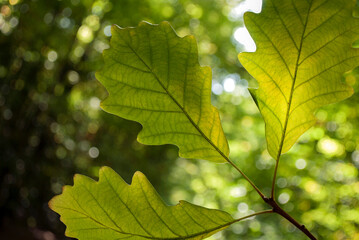 Autumn leaves of oak tree on blurred nature background. Beautiful nature backdrop
