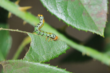 bruco mangia rose caterpillar macro photo