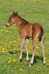 American Quarter Horse