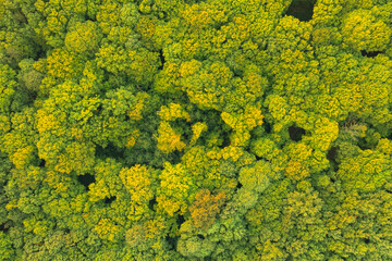 Forest top down from air