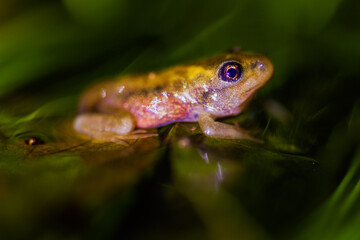 Baby brown frogs sitting on top of a leaf in a pond