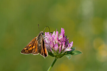 Silver-spotted skipper on flower