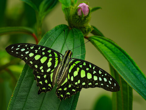 Tailed jay butterfly on flower