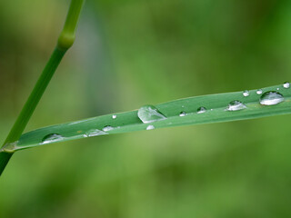 rain drops on the green grass