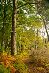 Fototapeta na wymiar colourful brown, green and golden bracken leaves in the autumn