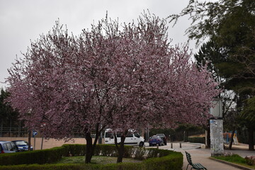 Obraz premium ciruelo 