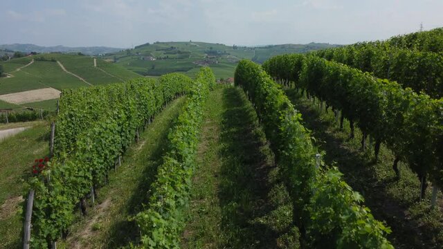 Barbaresco Vineyards Aerial 2 (4K ProRes)