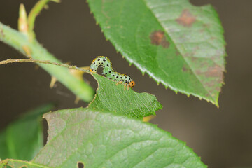 bruco mangia rose caterpillar macro photo