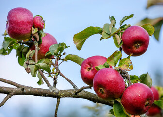 A branch of an apple tree with apples.
Autumn apples are sweet and sour, juicy. They ripen in mid-September.