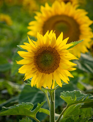 sunflowers on the field in sunshine