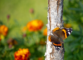 Admiral butterfly (Latin: Vanessa atalanta).
Red Admiral is a butterfly known for making a fast...