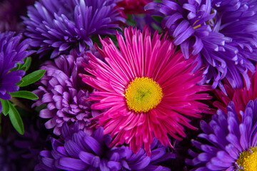 Bouquet of purple and pink flowers Asters with yellow center , close-up. High quality photo