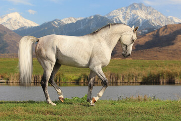 Obraz na płótnie Canvas horse in the mountains, Arabian stallion piaffes in a field by a mountain lake