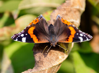 Admiral butterfly (Latin: Vanessa atalanta).
Red Admiral is a butterfly known for making a fast...