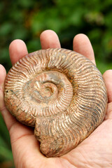 Ammonite fossil.