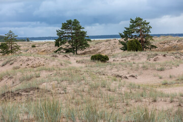 Fototapeta na wymiar nature conservation area Yyteri beach in Finland
