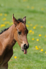 Fototapeta premium American Quarter Horse
