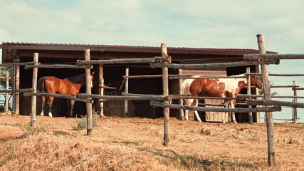 A pair of thoroughbred horses in the stable on a ranch in the Italian countryside (Umbria, Italy, Europe) - 456908044