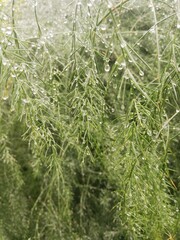 Thin twigs of Asparagus in small drops of dew