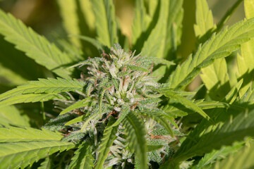 Trichomes on the Cannabis plant