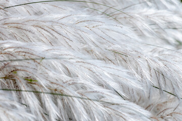 Beautiful white kash or kans grass flower with Cloudy Blue sky