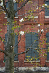 Blooming Magnolia Kobus tree in front of red brick building with iron window shutters. 