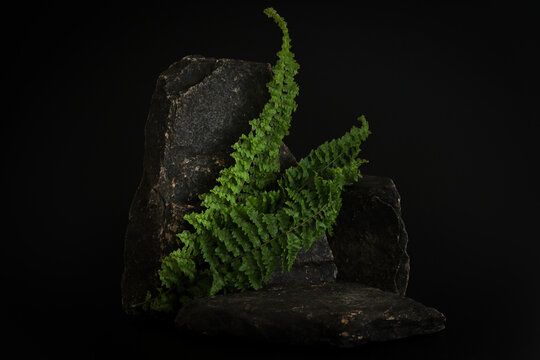 Rock podium on the black background with tropical leaves. Stone podest for product, cosmetic presentation. Creative mock up. Pedestal or platform for beauty products.