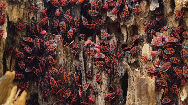 A colony of soldier bugs crawling alive on an old tree stump covered with moss. Pyrrhocoris apterus in its natural habitat. Close-up shot of insects.