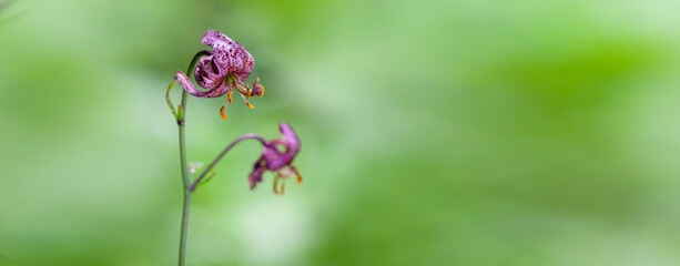 Türkenbund im Biosphärenreservat Rhöbn © by-studio