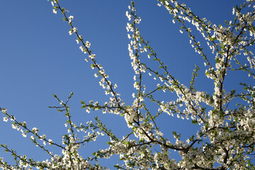 Blooming white cherry plum flowers on a blue spring background