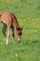 American Quarter Horse