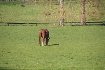 Naklejka premium horse in the meadow