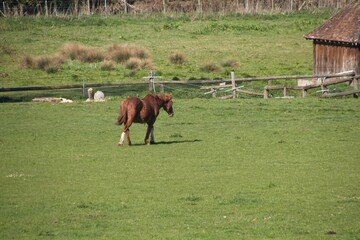 Naklejka premium horse in the meadow