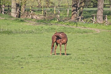 horse in the meadow