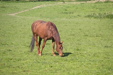 Fototapeta premium horse in the meadow