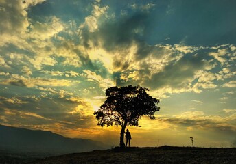 silhouette of a tree at sunset