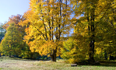 Autumn forest and field landscape in Hungary.