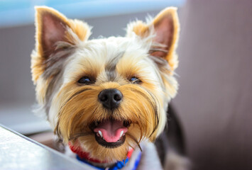 A beautiful muzzle of a small brown Yorkshire Terrier dog. Portrait of a happy smiling young healthy doggy puppy with open mouth pink tongue out, white teeth, black nose. Cute pet on a walk outdoors.