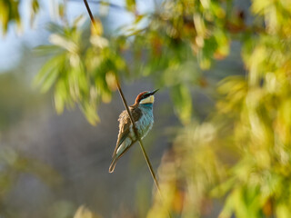 European bee-eater, Merops apiaster, perched on a cable near Xativa, Spain.
