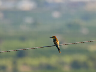 European bee-eater, Merops apiaster, perched on a cable near Xativa, Spain.